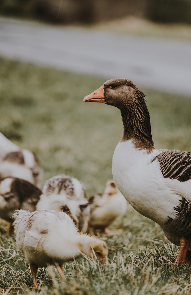 bird and chicks