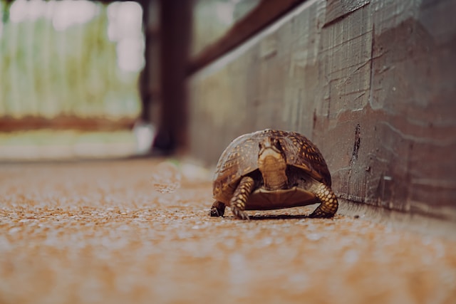 tortoise